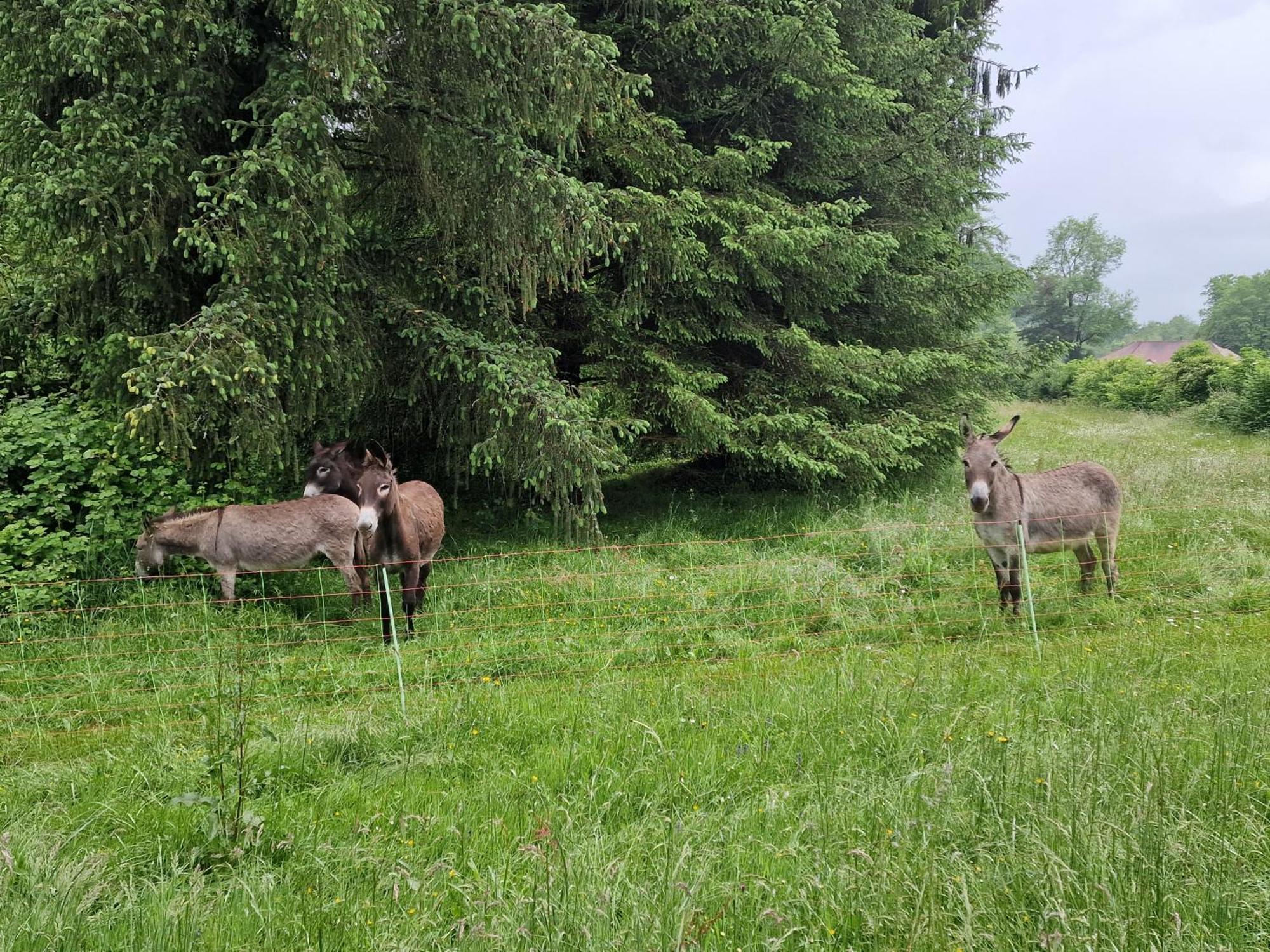 Maison du bonheur Gan Værelse billede